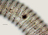  ( - NID-N3415)  @11 [ ] CreativeCommons - Attribution Non-Commercial (2016) Tom Powers University of Nebraska