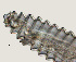  ( - NID-N3415)  @11 [ ] CreativeCommons - Attribution Non-Commercial (2016) Tom Powers University of Nebraska