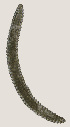  ( - NID-N3615)  @11 [ ] CreativeCommons - Attribution Non-Commercial (2016) Tom Powers University of Nebraska