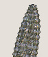  ( - NID-N3615)  @11 [ ] CreativeCommons - Attribution Non-Commercial (2016) Tom Powers University of Nebraska