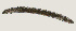  ( - NID-N3645)  @11 [ ] CreativeCommons - Attribution Non-Commercial (2016) Tom Powers University of Nebraska