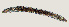  ( - NID-N3645)  @11 [ ] CreativeCommons - Attribution Non-Commercial (2016) Tom Powers University of Nebraska