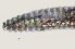  ( - NID-N3645)  @11 [ ] CreativeCommons - Attribution Non-Commercial (2016) Tom Powers University of Nebraska