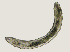  ( - NID-N3667)  @11 [ ] CreativeCommons - Attribution Non-Commercial (2016) Tom Powers University of Nebraska