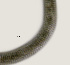  ( - NID-N3667)  @11 [ ] CreativeCommons - Attribution Non-Commercial (2016) Tom Powers University of Nebraska