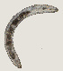  ( - NID-N3675)  @11 [ ] CreativeCommons - Attribution Non-Commercial (2016) Tom Powers University of Nebraska