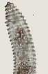  ( - NID-N3675)  @11 [ ] CreativeCommons - Attribution Non-Commercial (2016) Tom Powers University of Nebraska