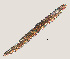  ( - NID-N433)  @11 [ ] CreativeCommons - Attribution Non-Commercial (2016) Tom Powers University of Nebraska