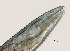  ( - NID-N433)  @11 [ ] CreativeCommons - Attribution Non-Commercial (2016) Tom Powers University of Nebraska