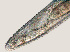  ( - NID-N433)  @11 [ ] CreativeCommons - Attribution Non-Commercial (2016) Tom Powers University of Nebraska