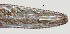  ( - NID-N502)  @11 [ ] CreativeCommons - Attribution Non-Commercial (2017) Tom Powers University of Nebraska