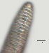  ( - NID-N505)  @11 [ ] CreativeCommons - Attribution Non-Commercial (2017) Tom Powers University of Nebraska