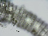  (Lobocriconema incrassatum HG03 - NID-N5560)  @11 [ ] CreativeCommons - Attribution Non-Commercial (2016) Tom Powers University of Nebraska
