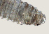  ( - NID-N5575)  @11 [ ] CreativeCommons - Attribution Non-Commercial (2016) Tom Powers University of Nebraska