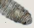  ( - NID-N5575)  @11 [ ] CreativeCommons - Attribution Non-Commercial (2016) Tom Powers University of Nebraska
