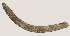  ( - NID-N584)  @11 [ ] CreativeCommons - Attribution Non-Commercial (2017) Tom Powers University of Nebraska