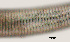  ( - NID-N584)  @11 [ ] CreativeCommons - Attribution Non-Commercial (2017) Tom Powers University of Nebraska