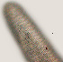  ( - NID-N584)  @11 [ ] CreativeCommons - Attribution Non-Commercial (2017) Tom Powers University of Nebraska