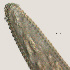  ( - NID-N584)  @11 [ ] CreativeCommons - Attribution Non-Commercial (2017) Tom Powers University of Nebraska
