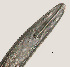  ( - NID-N603)  @11 [ ] CreativeCommons - Attribution Non-Commercial (2017) Tom Powers University of Nebraska