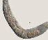  ( - NID-N604)  @11 [ ] CreativeCommons - Attribution Non-Commercial (2017) Tom Powers University of Nebraska