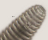  ( - NID-N704)  @11 [ ] CreativeCommons - Attribution Non-Commercial (2017) Tom Powers University of Nebraska