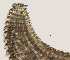  ( - NID-N721)  @11 [ ] CreativeCommons - Attribution Non-Commercial (2017) Tom Powers University of Nebraska