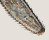  ( - NID-N723)  @11 [ ] CreativeCommons - Attribution Non-Commercial (2016) Tom Powers University of Nebraska