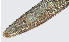  ( - NID-N724)  @11 [ ] CreativeCommons - Attribution Non-Commercial (2017) Tom Powers University of Nebraska