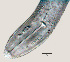  ( - NID-N729)  @11 [ ] CreativeCommons - Attribution Non-Commercial (2017) Tom Powers University of Nebraska