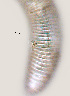  ( - NID-N729)  @11 [ ] CreativeCommons - Attribution Non-Commercial (2017) Tom Powers University of Nebraska