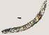  ( - NID-N730)  @11 [ ] CreativeCommons - Attribution Non-Commercial (2017) Tom Powers University of Nebraska