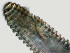  ( - NID-N736)  @11 [ ] CreativeCommons - Attribution Non-Commercial (2017) Tom Powers University of Nebraska
