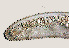  ( - NID-N748)  @11 [ ] CreativeCommons - Attribution Non-Commercial (2017) Tom Powers University of Nebraska
