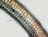  (Ogma decalineatus - NID-N766)  @11 [ ] CreativeCommons - Attribution Non-Commercial (2017) Tom Powers University of Nebraska
