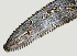  ( - NID-N828)  @11 [ ] CreativeCommons - Attribution Non-Commercial (2017) Tom Powers University of Nebraska