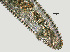  ( - NID-N828)  @11 [ ] CreativeCommons - Attribution Non-Commercial (2017) Tom Powers University of Nebraska