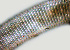  ( - NID-N828)  @11 [ ] CreativeCommons - Attribution Non-Commercial (2017) Tom Powers University of Nebraska