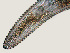 ( - NID-N835)  @11 [ ] CreativeCommons - Attribution Non-Commercial (2017) Tom Powers University of Nebraska