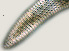  ( - NID-N835)  @11 [ ] CreativeCommons - Attribution Non-Commercial (2017) Tom Powers University of Nebraska