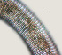  ( - NID-N835)  @11 [ ] CreativeCommons - Attribution Non-Commercial (2017) Tom Powers University of Nebraska