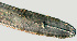  ( - NID-N891)  @11 [ ] CreativeCommons - Attribution Non-Commercial (2017) Tom Powers University of Nebraska