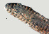  ( - NID-N891)  @11 [ ] CreativeCommons - Attribution Non-Commercial (2017) Tom Powers University of Nebraska