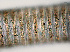  ( - NID-N899)  @11 [ ] CreativeCommons - Attribution Non-Commercial (2016) Tom Powers University of Nebraska