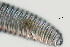  ( - NID-N918)  @11 [ ] CreativeCommons - Attribution Non-Commercial (2017) Tom Powers University of Nebraska