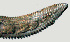  ( - NID-N921)  @11 [ ] CreativeCommons - Attribution Non-Commercial (2017) Tom Powers University of Nebraska