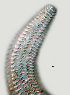  ( - NID-N921)  @11 [ ] CreativeCommons - Attribution Non-Commercial (2017) Tom Powers University of Nebraska