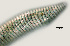  ( - NID-N923)  @11 [ ] CreativeCommons - Attribution Non-Commercial (2017) Tom Powers University of Nebraska