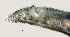  ( - NID-N927)  @11 [ ] CreativeCommons - Attribution Non-Commercial (2017) Tom Powers University of Nebraska