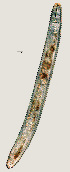  ( - NID-N942)  @11 [ ] CreativeCommons - Attribution Non-Commercial (2017) Tom Powers University of Nebraska